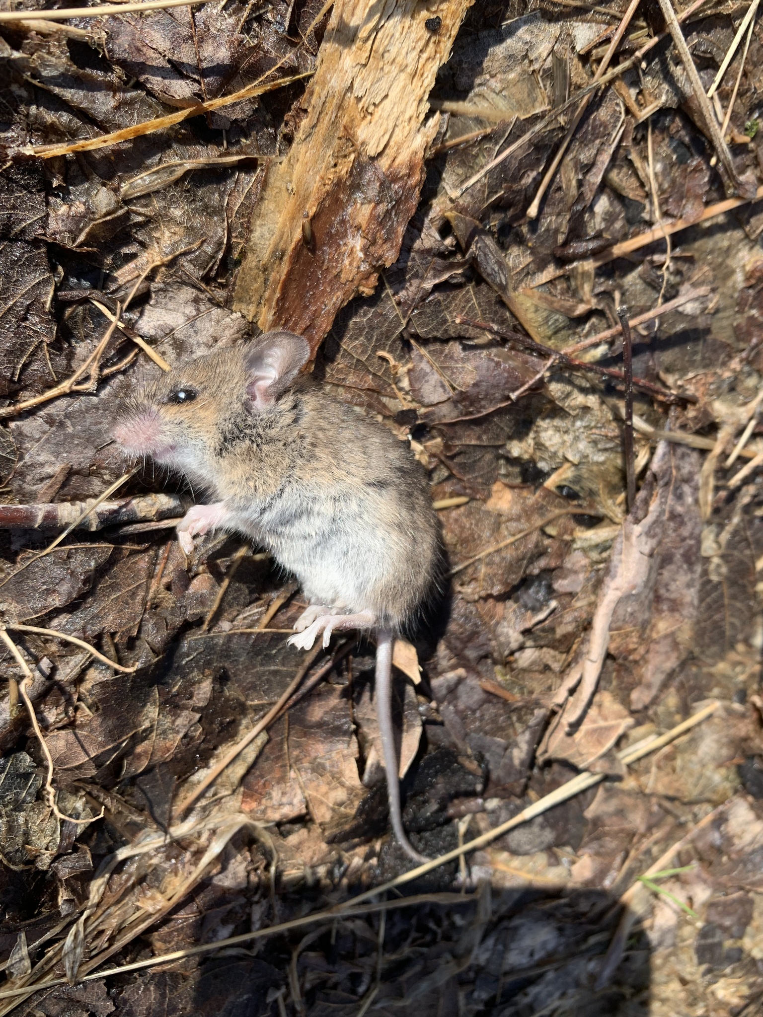 Reithrodontomys humulis (Audubon & Bachman, 1841)