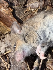 Reithrodontomys humulis