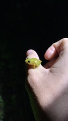 Pristimantis subsigillatus