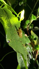 Pristimantis subsigillatus