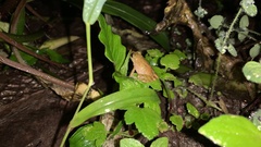 Pristimantis subsigillatus