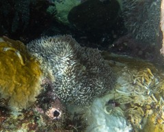 Stichodactyla helianthus