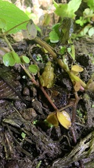 Pristimantis subsigillatus