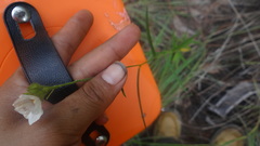 Sida linifolia