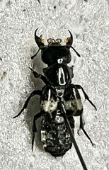 Creophilus maxillosus