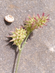 Onobrychis caput-galli