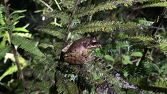 Pristimantis w-nigrum