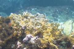 Millepora squarrosa