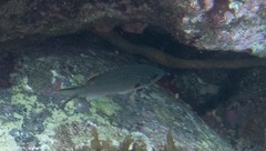 Azurina multilineata