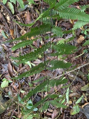 Pteris bella
