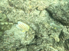 Chaetodon ornatissimus
