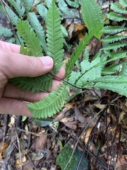 Pteris bella