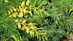 Senegalia bonariensis