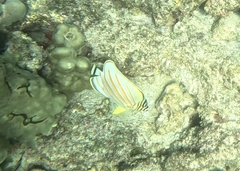 Chaetodon ornatissimus