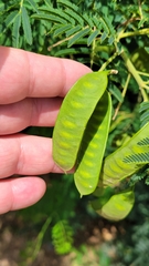 Senegalia bonariensis