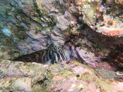 Ophioblennius steindachneri