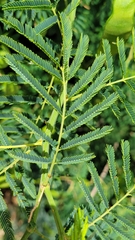 Senegalia bonariensis