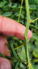 Senegalia bonariensis