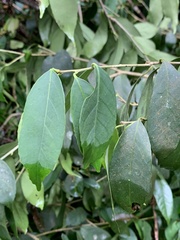 Ilex formosana