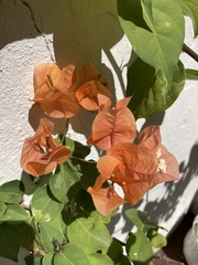 Bougainvillea