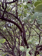 Arctostaphylos manzanita