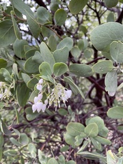 Arctostaphylos manzanita