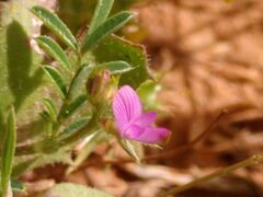 Onobrychis caput-galli