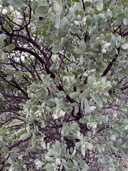 Arctostaphylos manzanita