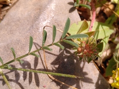 Onobrychis caput-galli