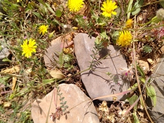 Onobrychis caput-galli