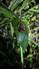 Scinax ruber