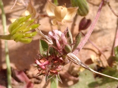 Trifolium lucanicum