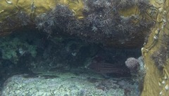 Neoniphon vexillarium