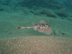 Urobatis concentricus