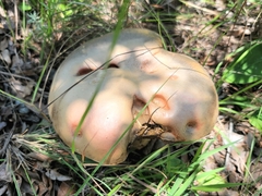 Phlebopus marginatus