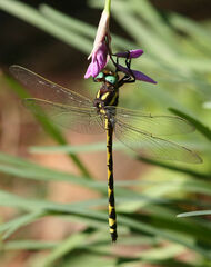 Cordulegaster obliqua