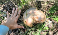 Phlebopus marginatus