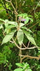 Solanum granulosoleprosum