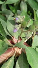 Solanum granulosoleprosum