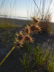 Cenchrus longispinus