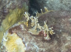 Millepora squarrosa