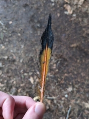 Colaptes auratus