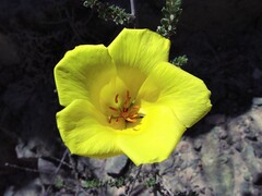 Balbisia peduncularis