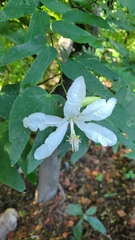Bauhinia forficata