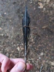 Colaptes auratus