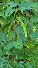 Bauhinia forficata