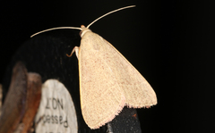 Hypsopygia albidalis
