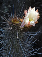 Trichocereus deserticola