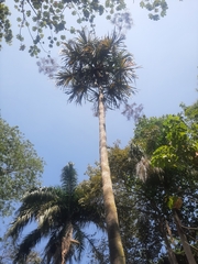Sabal mauritiiformis