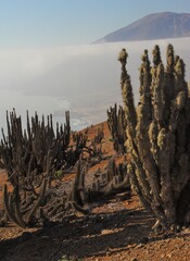 Eulychnia taltalensis